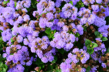 purple flowers are growing in a garden top view wallpaper  