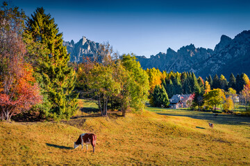 Wall Mural - sunny autumn view of pasture in canali valley, piereni location, province of trento, italy, europe. 
