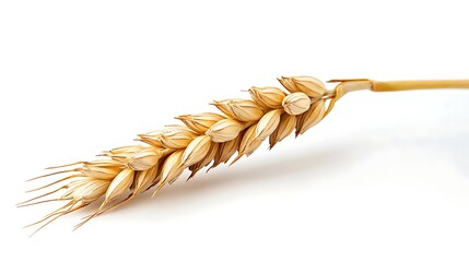 Golden Wheat Ear