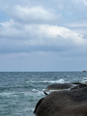 sea and alone bird on the rocks