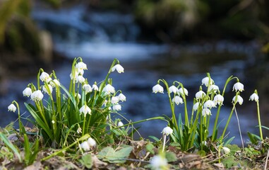 spring snowflake flowers in latin leucojum vernum