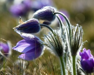 Wall Mural - Pasqueflower greater pasqueflowers pulsatilla grandis