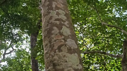 Sticker - tree in green forest