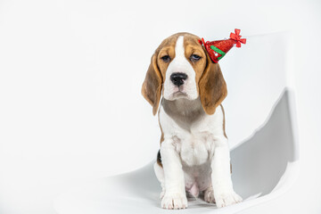 A beagle puppy in a New Year's hat. New Year's puppy on a white, light background. Horizontal photo with empty space.