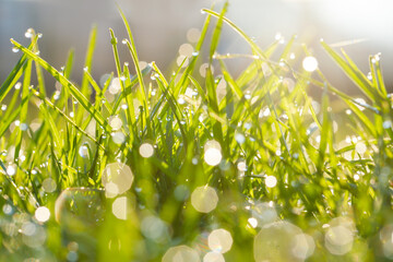Wall Mural - Beautiful green grass close-up in an early spring or summer morning, with dew or rain drops on the blades of grass and light bokeh in the morning sun.