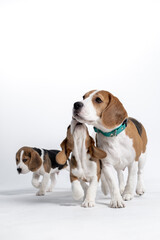 Young beagle puppies playing with toy on white light background, vertical photo with empty space