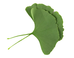 fresh ginkgo biloba green leaf isolated on white, top view