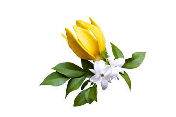 Wall Mural - yellow flowers ylang ylang and jasmine flowers local flora of asia arrangent flat lay postcard style 