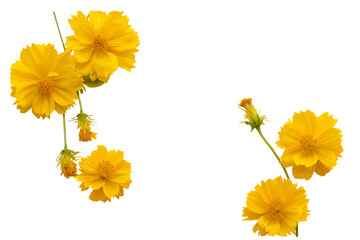 Wall Mural - yellow flowers cosmos arrangement flat lay postcard style 
