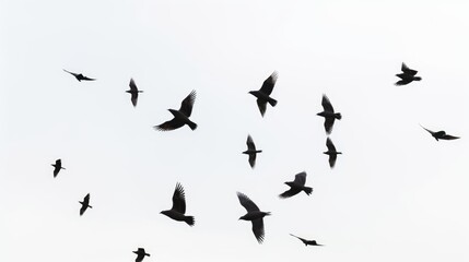 a flock of birds fly in formation against a clear white sky. the birds are silhouetted against the b