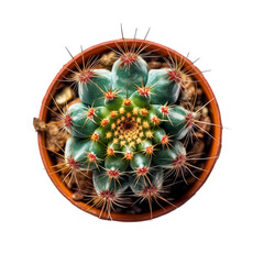 Top view of small cactus on transparent background