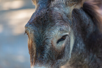 portrait of a donkey on a farm very close-up