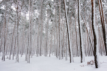 Snow-covered trunks of coniferous trees in a dense forest