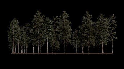 pinus tree loop animation, 3d nature forest isolated background