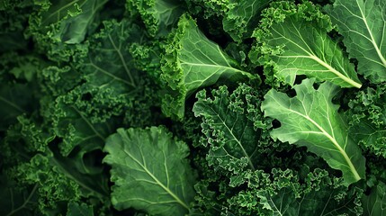 Fresh kale leaves displaying vibrant green textures and rich details, ideal for healthy lifestyle and culinary themes.