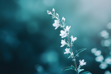 white flowers in snow