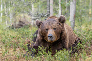 Wall Mural - Big male brown bear rests peacefully in the wilderness