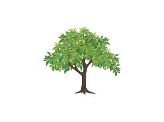 Avocado tree isolated with fruits, 100 percent organic food
