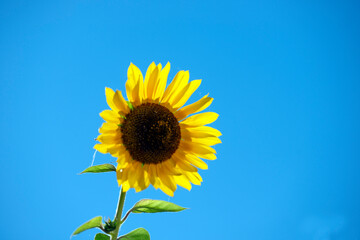 Sticker - sunflower on blue sky, nacka,sverige,sweden,mats,stockholm,summer