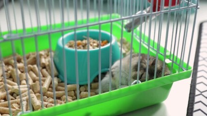 Wall Mural - Hamster sleeps in a cage, sawdust filler health, nutrition goods care.