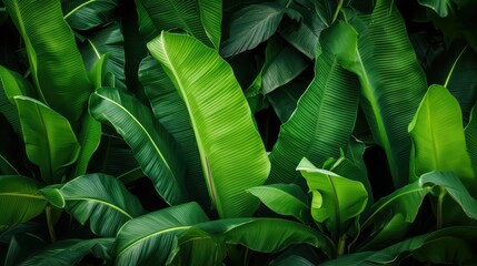 Poster - green banana leaves background