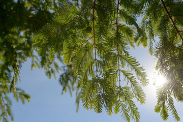 dawn redwood (metasequoia glyptostroboides) and sky