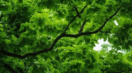 Canvas Print - greenery tree leaves