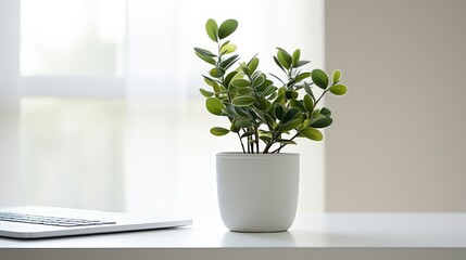 Canvas Print - modern white desk plant