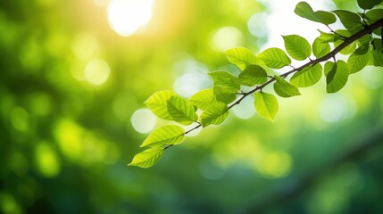 close tree branch with leaves