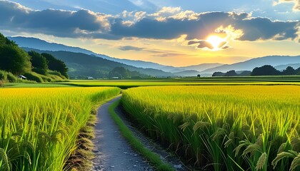 Wall Mural - Lush July rice field with hints of yellowish green and a meandering path leading through the serene landscape