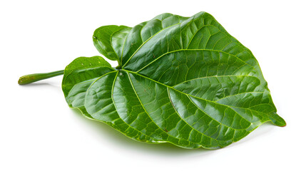 Sticker - Wild betel leaves on isolated white background ,Green betel leaves isolated on white background,clipping path
