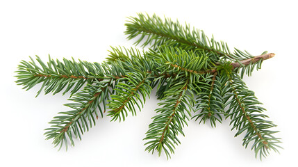 Wall Mural - sprig of green spruce lies on a white background ,Green pine tree branch isolated on the white background 