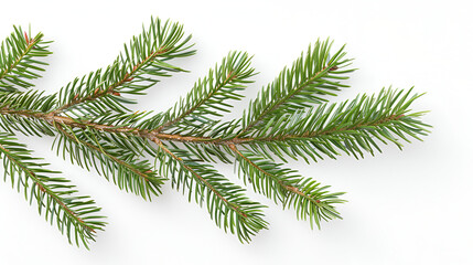 sprig of green spruce lies on a white background ,Green pine tree branch isolated on the white background 