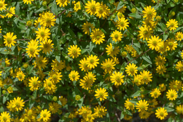 Wall Mural - yellow flowers and leaves background