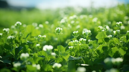 Canvas Print - meadow green flower background