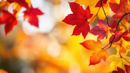 A close-up of bright red, orange, and yellow autumn leaves on a tree, glowing in the sunlight against a clear sky.