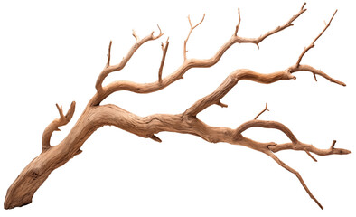 close up to a dry tree branch png isolated on white and transparent background - dead wood or dried 