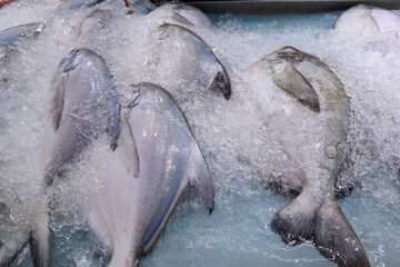  Pampus fishes displayed on ice for sale.