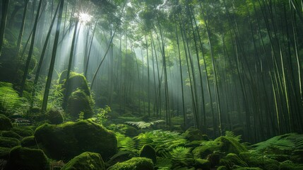 Wall Mural - Sun Rays Through Bamboo Forest