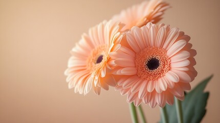 Beautiful pastel peachy gerbera flowers on beige background Aesthetic minimal floral composition with copy space : Generative AI