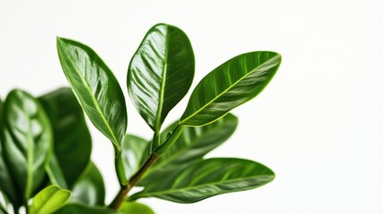 Sticker - Close-up of glossy green leaves against a light background, showcasing natural beauty.