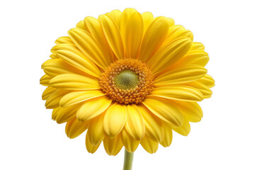 beautiful yellow daisy flower