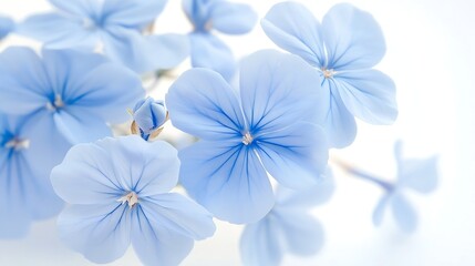 Wall Mural - White plumbago or Cape leadwort flowers Close up small blue flowers bouquet isolated on white background : Generative AI