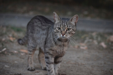 tabby cat portrait