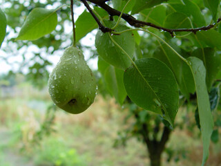 A wet pear on a branch in the rain, raindrops run down the pear