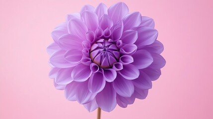 Wall Mural - Beautiful fresh purple Dahlia flower falling in the air isolated on pink background Levitation or zero gravity conception High resolution image : Generative AI