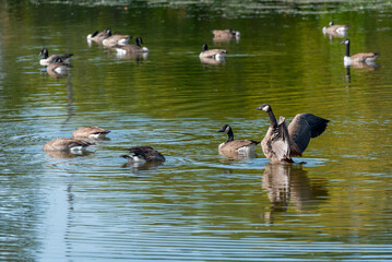 A flock of Canada geese gathered on an urban pond in mid September in Wisconsin