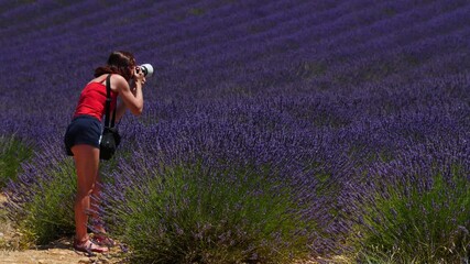 Poster - Woman take photo on lavender field, Provence France