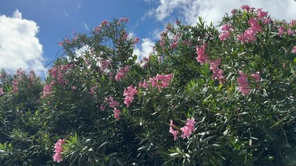 Wall Mural - Oleander nerium bush pink beautiful flowers against sky.