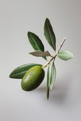 Wall Mural - A single green olive on a branch with leaves